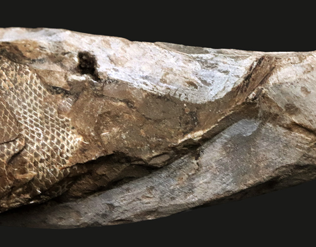 驚きの保存状態、まるで立体魚拓!約1億年前の絶滅古代魚、ラコレピス(Rhacolepis buccalis)の化石(その7)
