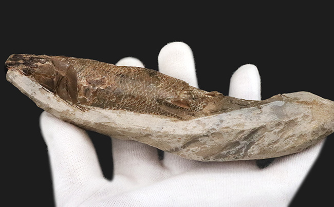 驚きの保存状態、まるで立体魚拓!約1億年前の絶滅古代魚、ラコレピス(Rhacolepis buccalis)の化石(その8)