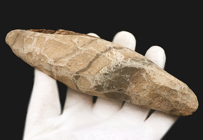 驚きの保存状態、まるで立体魚拓!約1億年前の絶滅古代魚、ラコレピス(Rhacolepis buccalis)の化石(その9)