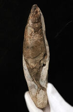 驚きの保存状態、まるで立体魚拓！約1億年前の絶滅古代魚、ラコレピス（Rhacolepis buccalis）の化石
