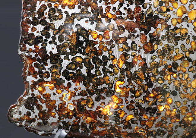 半透明の黄色の輝きにに目を奪われる！最大部23センチ超えの極大の