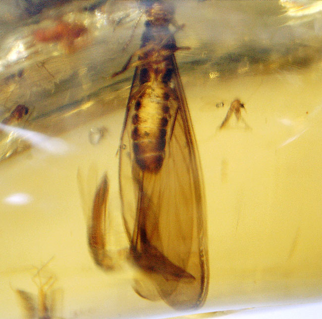 多種多様な虫たちが内包された、虫入りコーパル(Copal)化石(その12)