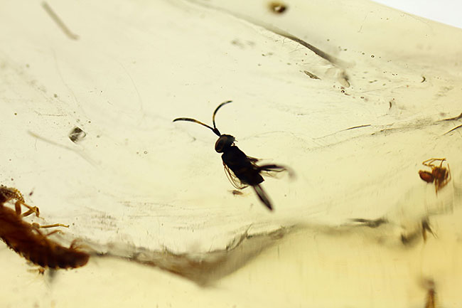 多種多様な虫たちが内包された、虫入りコーパル(Copal)化石(その13)