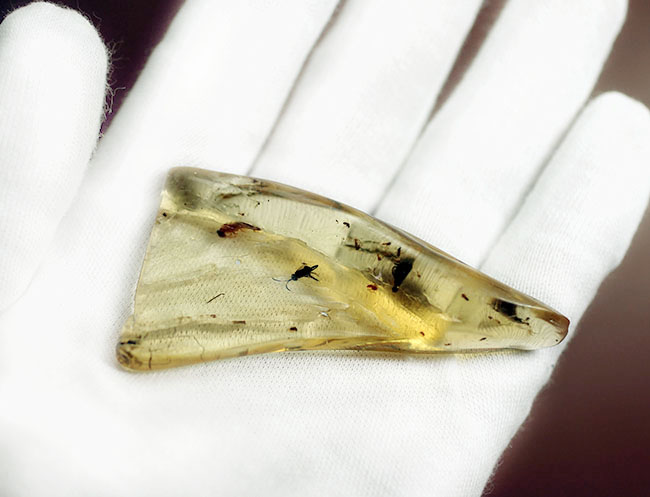 多種多様な虫たちが内包された、虫入りコーパル(Copal)化石(その14)