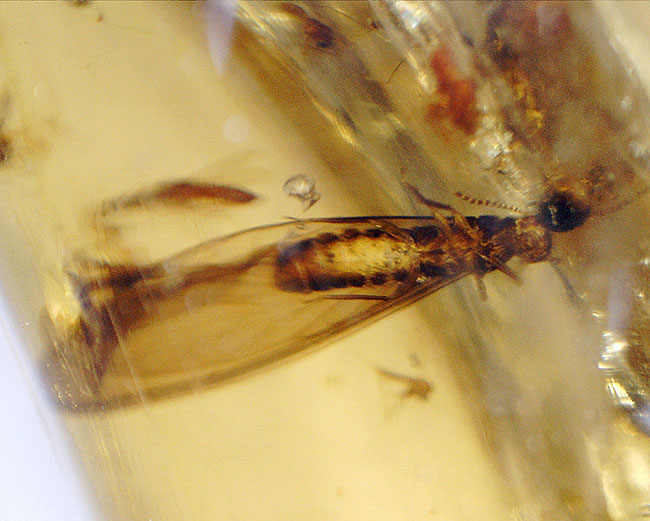 多種多様な虫たちが内包された、虫入りコーパル(Copal)化石(その16)