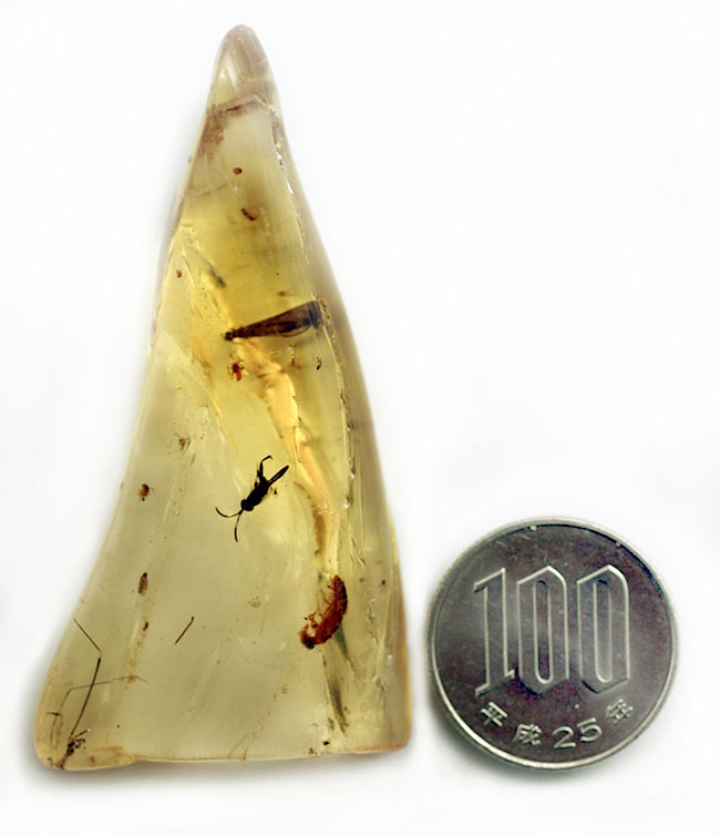 多種多様な虫たちが内包された、虫入りコーパル(Copal)化石(その17)