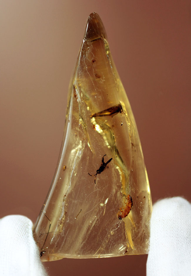多種多様な虫たちが内包された、虫入りコーパル(Copal)化石(その2)