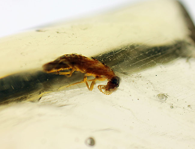 多種多様な虫たちが内包された、虫入りコーパル(Copal)化石(その5)