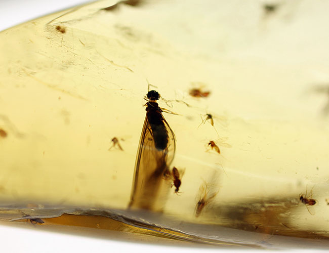 多種多様な虫たちが内包された、虫入りコーパル(Copal)化石(その7)