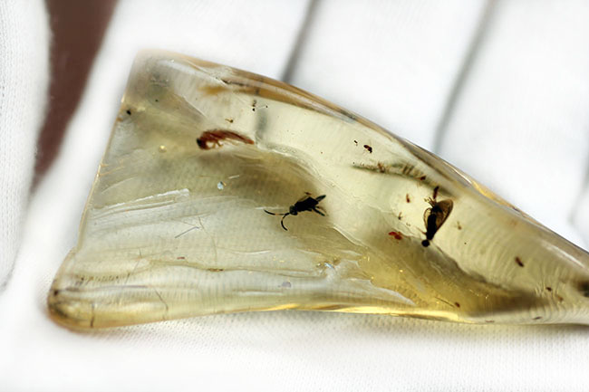 多種多様な虫たちが内包された、虫入りコーパル(Copal)化石(その8)