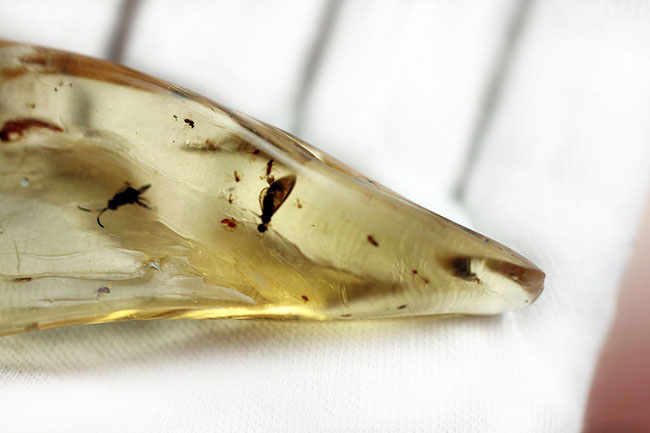 多種多様な虫たちが内包された、虫入りコーパル(Copal)化石(その9)