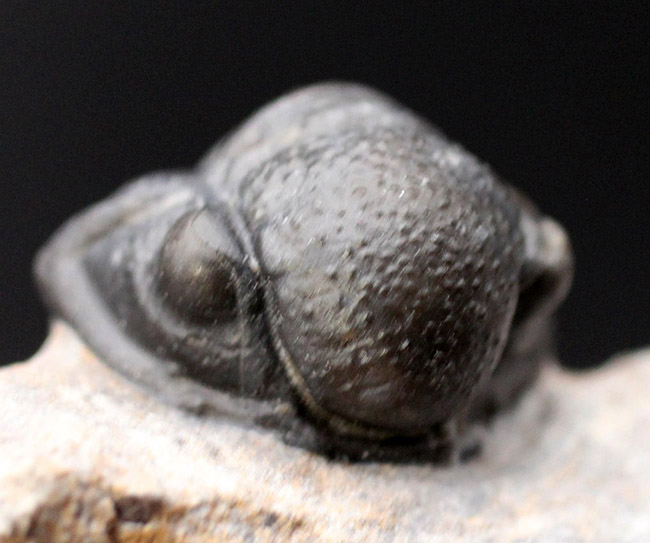 総じて保存状態良好、大きな頭鞍部が特徴的な三葉虫、ゲラストス(Gerastos granulosus)(その1)