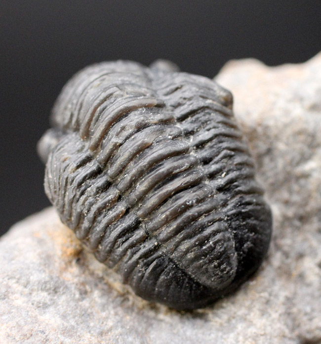 総じて保存状態良好、大きな頭鞍部が特徴的な三葉虫、ゲラストス(Gerastos granulosus)(その2)