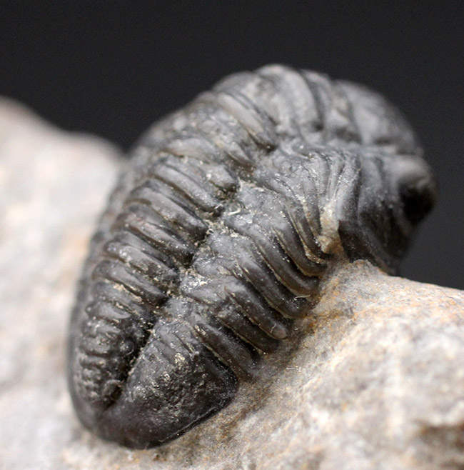 総じて保存状態良好、大きな頭鞍部が特徴的な三葉虫、ゲラストス(Gerastos granulosus)(その3)