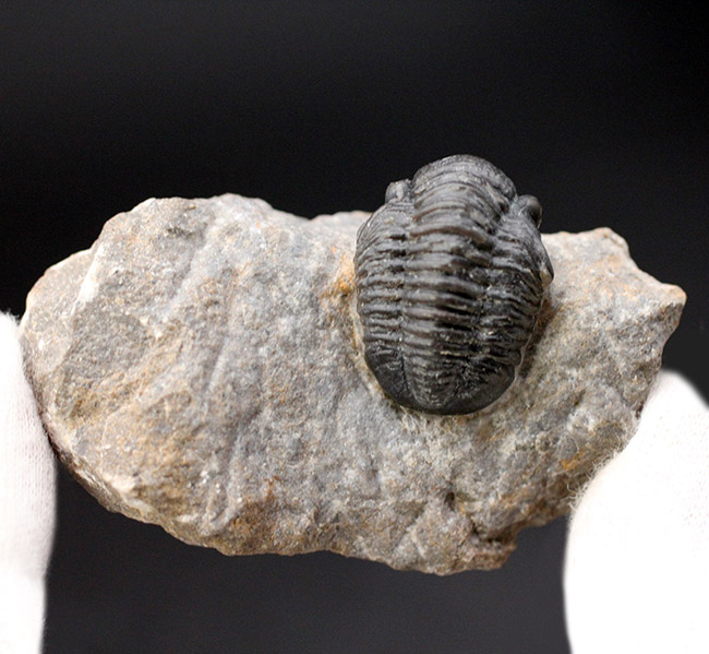 総じて保存状態良好、大きな頭鞍部が特徴的な三葉虫、ゲラストス(Gerastos granulosus)(その4)