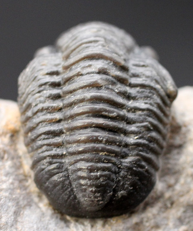 総じて保存状態良好、大きな頭鞍部が特徴的な三葉虫、ゲラストス(Gerastos granulosus)(その6)