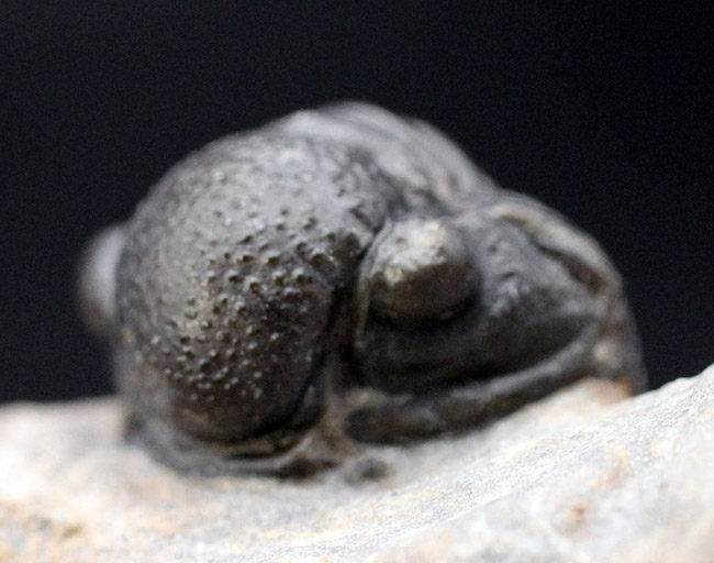 総じて保存状態良好、大きな頭鞍部が特徴的な三葉虫、ゲラストス(Gerastos granulosus)(その7)