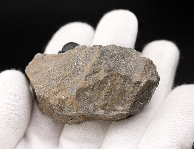 総じて保存状態良好、大きな頭鞍部が特徴的な三葉虫、ゲラストス(Gerastos granulosus)(その8)