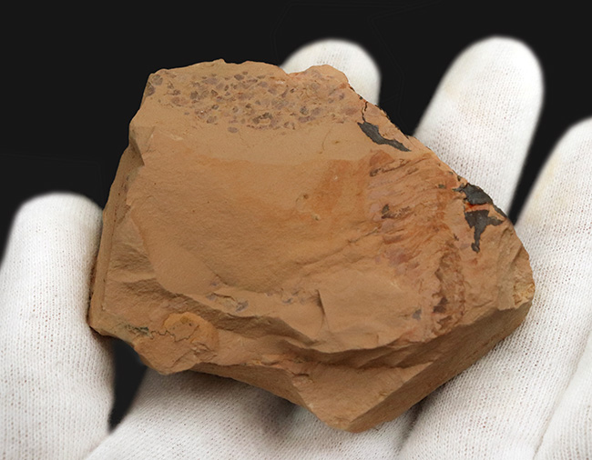 化石セブン初登場、ベリーレア、特徴的な体節が明瞭に保存!カンブリア紀前期の地層から採集された澄江動物群の一つ、フキシャンフィア・プロテンサ(Fuxianhuia protensa)の上質化石(その3)