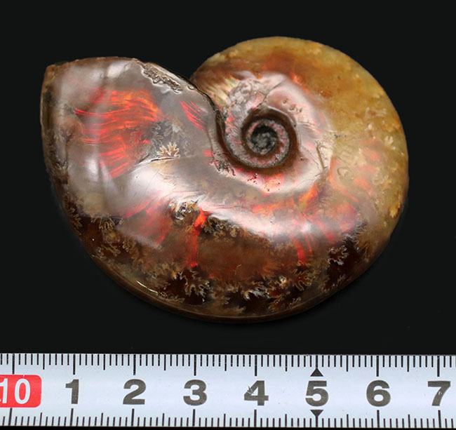 爽やかなグリーンと濃い赤が美しい、マダガスカル産の光るアンモナイト、クレオニセラス（Cleoniceras）（その10）