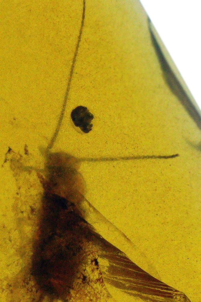 ハチのような昆虫を内包！恐竜時代の琥珀として有名な、ミャンマー産の