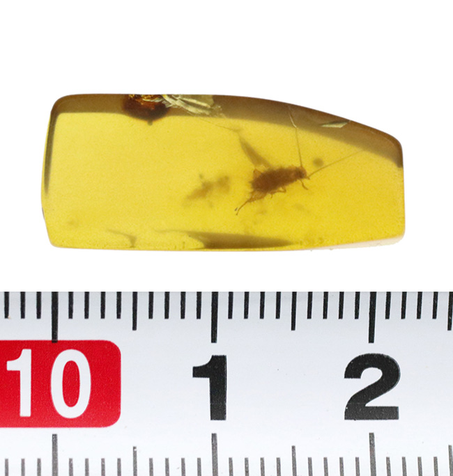 虫入り琥珀（16）化石 ミャンマー カムティかタナイ産 9900万年