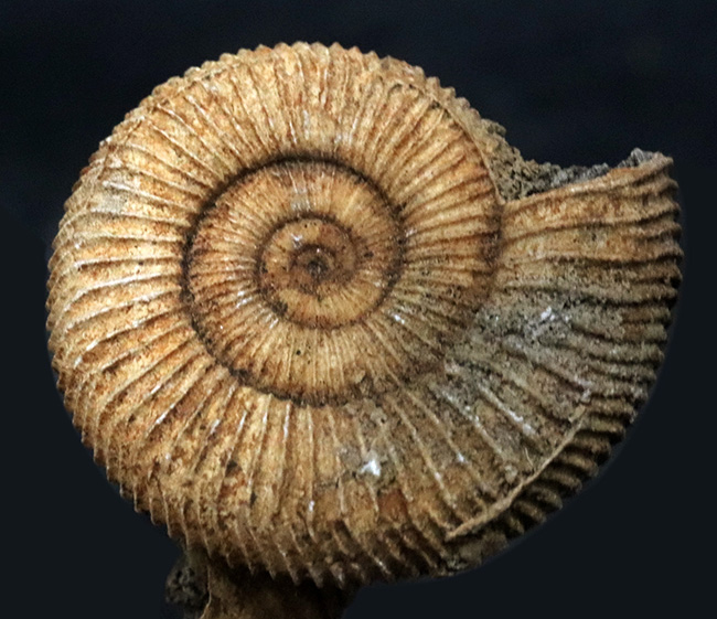 アンモナイト　ジュラ紀 ジュラ紀を代表するアンモナイト、ペリスフィンクテス（Perisphinctes