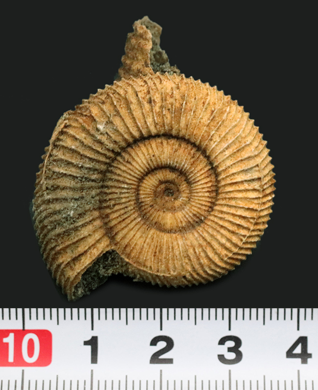 中生代ジュラ紀の地層から発見されたアンモナイト