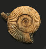中生代ジュラ紀の地層から発見されたアンモナイト、ダクチリオセラス（Dactylioceras）の上質個体