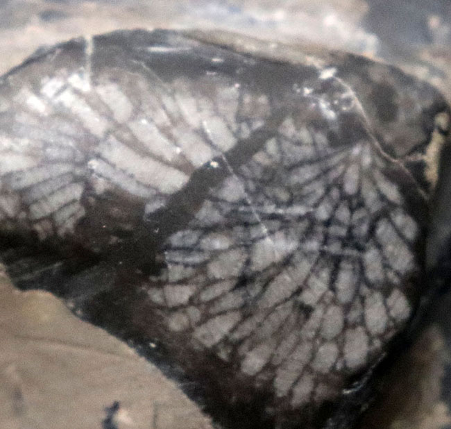 弊社で取り扱うのは初めて！マニアック「すぎる」シリーズ！国内最古級の極めて古い地層で採集されたデボン紀の層孔虫（Stromatoporoidea）の化石（その2）