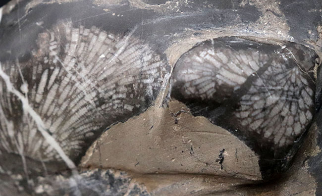 弊社で取り扱うのは初めて！マニアック「すぎる」シリーズ！国内最古級の極めて古い地層で採集されたデボン紀の層孔虫（Stromatoporoidea）の化石（その3）