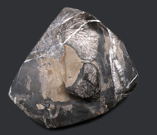 弊社で取り扱うのは初めて！マニアック「すぎる」シリーズ！国内最古級の極めて古い地層で採集されたデボン紀の層孔虫（Stromatoporoidea）の化石（その5）