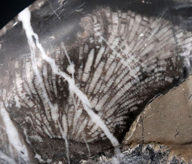弊社で取り扱うのは初めて！マニアック「すぎる」シリーズ！国内最古級の極めて古い地層で採集されたデボン紀の層孔虫（Stromatoporoidea）の化石（その6）