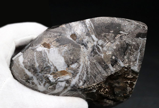 弊社で取り扱うのは初めて！マニアック「すぎる」シリーズ！国内最古級の極めて古い地層で採集されたデボン紀の層孔虫（Stromatoporoidea）の化石（その8）