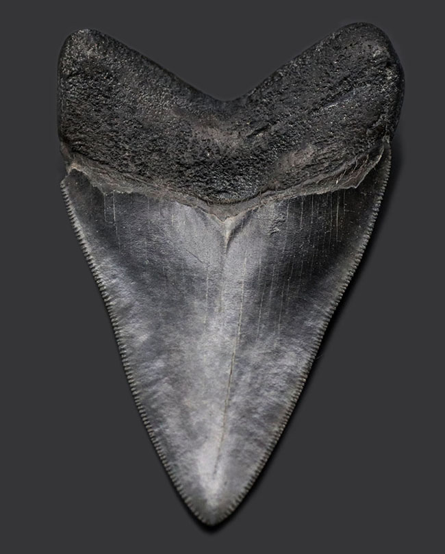 見事な保存状態を維持したメガロドン（Carcharodon megalodon）の良形歯化石（その1）