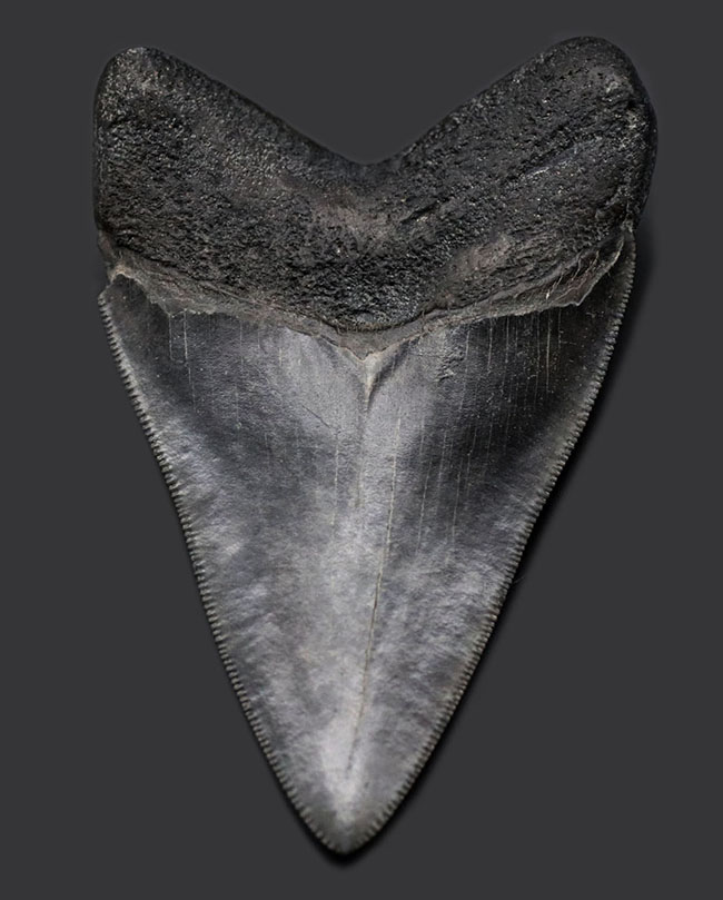 見事な保存状態を維持したメガロドン(Carcharodon megalodon)の良形歯化石(その1)
