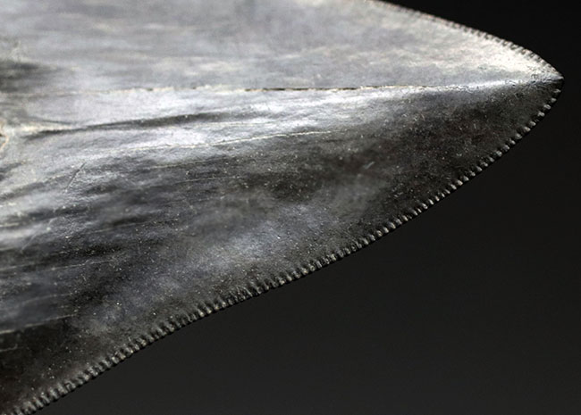 見事な保存状態を維持したメガロドン(Carcharodon megalodon)の良形歯化石(その10)