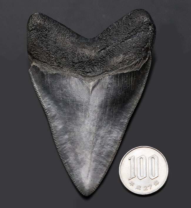 見事な保存状態を維持したメガロドン（Carcharodon megalodon）の良形歯化石（その12）