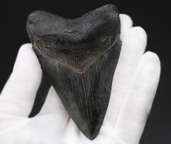 見事な保存状態を維持したメガロドン(Carcharodon megalodon)の良形歯化石(その2)