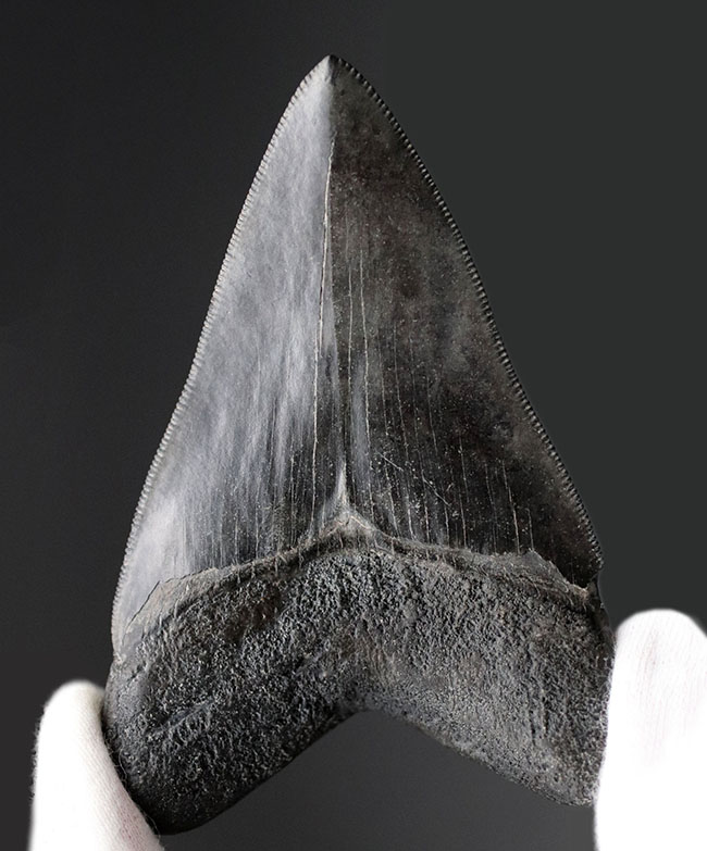 見事な保存状態を維持したメガロドン(Carcharodon megalodon)の良形歯化石(その3)