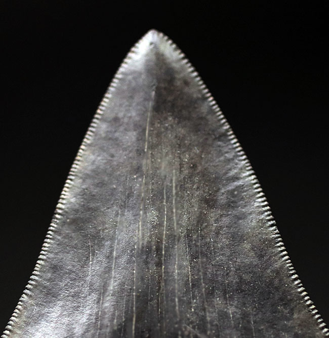 見事な保存状態を維持したメガロドン(Carcharodon megalodon)の良形歯化石(その4)