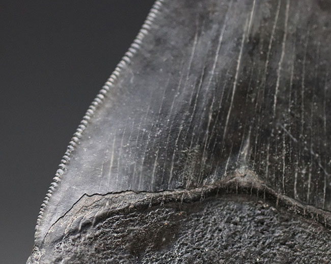 見事な保存状態を維持したメガロドン(Carcharodon megalodon)の良形歯化石(その5)