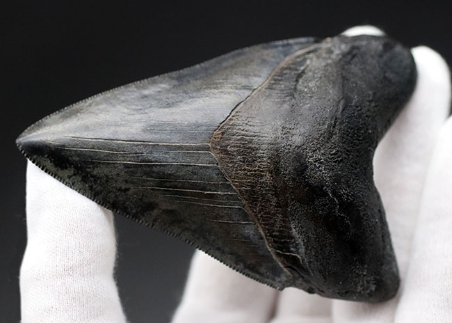見事な保存状態を維持したメガロドン(Carcharodon megalodon)の良形歯化石(その7)