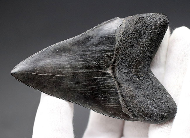 見事な保存状態を維持したメガロドン(Carcharodon megalodon)の良形歯化石(その8)