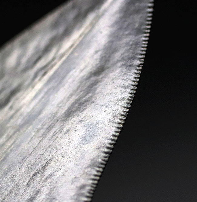 見事な保存状態を維持したメガロドン(Carcharodon megalodon)の良形歯化石(その9)