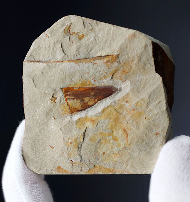 最古の生物の一つ、カンブリア爆発によって生まれた謎多き生物、ヒオリテス（Hyolitha）の上質化石（その1）