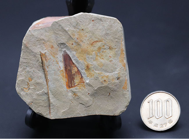 最古の生物の一つ、カンブリア爆発によって生まれた謎多き生物、ヒオリテス（Hyolitha）の上質化石（その10）