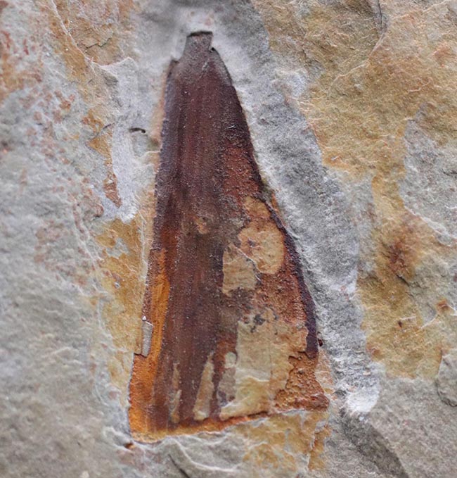 最古の生物の一つ、カンブリア爆発によって生まれた謎多き生物、ヒオリテス（Hyolitha）の上質化石（その2）