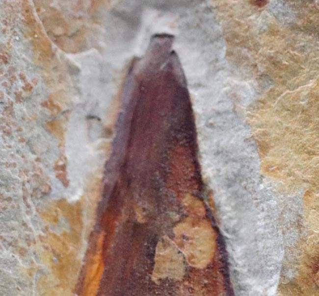 最古の生物の一つ、カンブリア爆発によって生まれた謎多き生物、ヒオリテス（Hyolitha）の上質化石（その3）