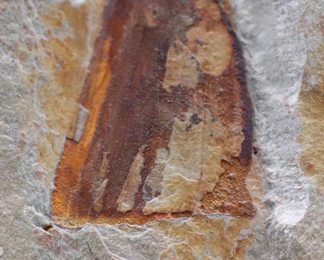 最古の生物の一つ、カンブリア爆発によって生まれた謎多き生物、ヒオリテス（Hyolitha）の上質化石（その4）